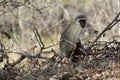 Monkey sitting on a tree and observing around in the savanna